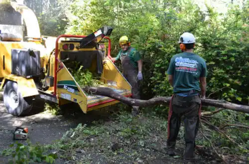 tree services Cicero